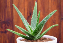 #10 Công dụng làm đẹp tuyệt vời từ nha đam